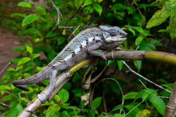 Jeden Kameleon Porusza Się Wzdłuż Gałęzi Lesie Deszczowym Madagaskarze — Zdjęcie stockowe