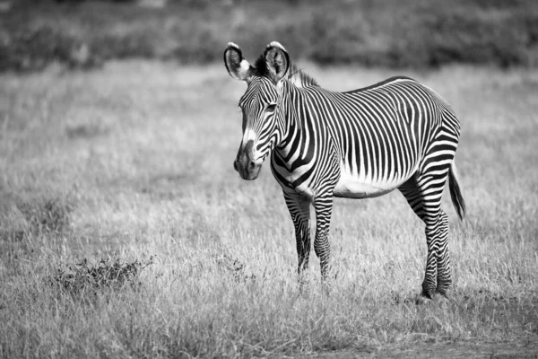 Ein Schmieriges Zebra Samburu Steht Auf Der Wiese Der Savanne — Stockfoto
