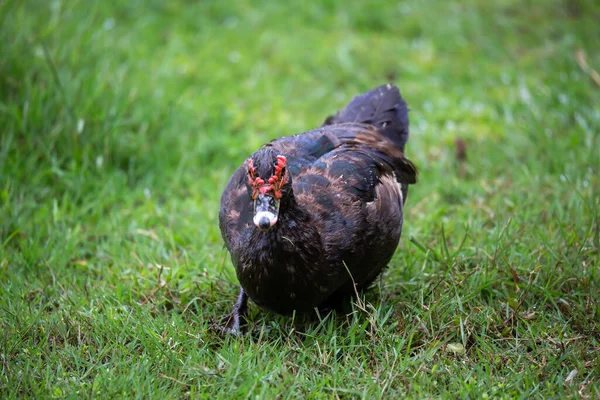 Eine Schwarze Ente Mit Rotem Kopf Madagaskar — Stockfoto