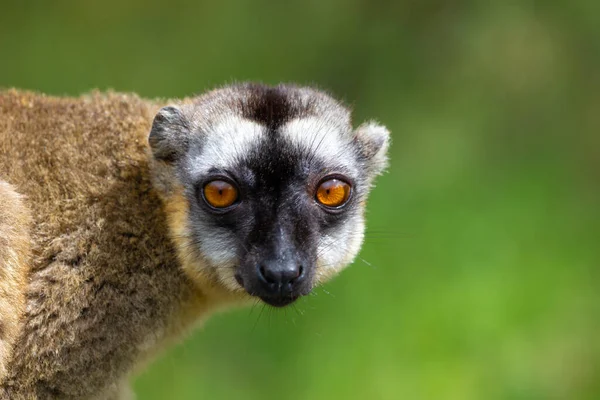 Portrét Hnědého Maki Zblízka Legračního Lemura — Stock fotografie