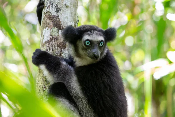 Jeden Indri Lemur Stromě Pozoruje Návštěvníky Parku — Stock fotografie