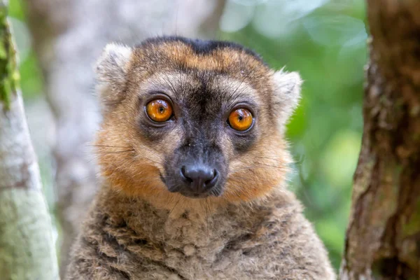 Portrét Červeného Lemura Jeho Přirozeném Prostředí — Stock fotografie