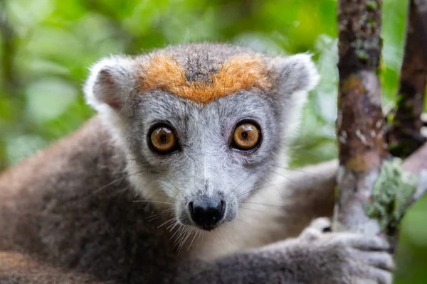Lêmure Coroa Uma Árvore Floresta Tropical Madagascar — Fotografia de Stock