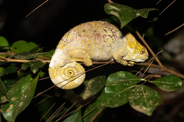 Jeden Kameleon Gałęzi Lesie Deszczowym Madagaskaru — Zdjęcie stockowe