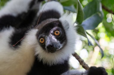 Siyah beyaz Vari Lemur 'un portresi.