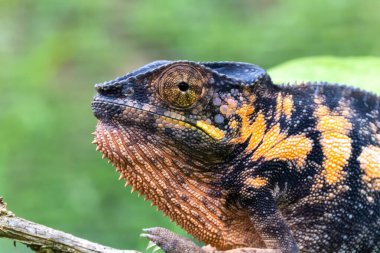 Madagaskar adasındaki ulusal bir parkta bir dalda renkli bir bukalemun.