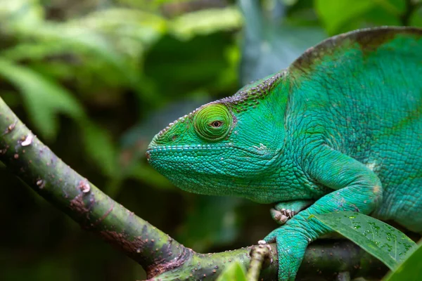 Camaleón Verde Una Rama Primer Plano — Foto de Stock