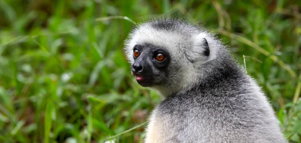 Lêmure Sifaka Senta Grama Observa Que Acontece Área — Fotografia de Stock