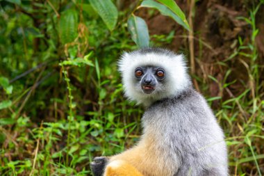 Madagaskar adasındaki yağmur ormanlarındaki doğal ortamında sönmüş bir sifaka.
