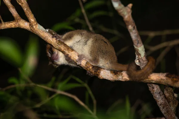 Jeden Lemur Myszy Porusza Się Wzdłuż Gałęzi Drzewa — Zdjęcie stockowe