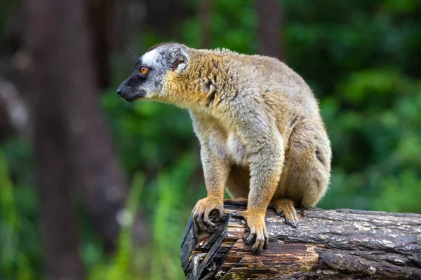 Einige Lemuren Spielen Auf Der Wiese Und Einem Baumstamm Und — Stockfoto