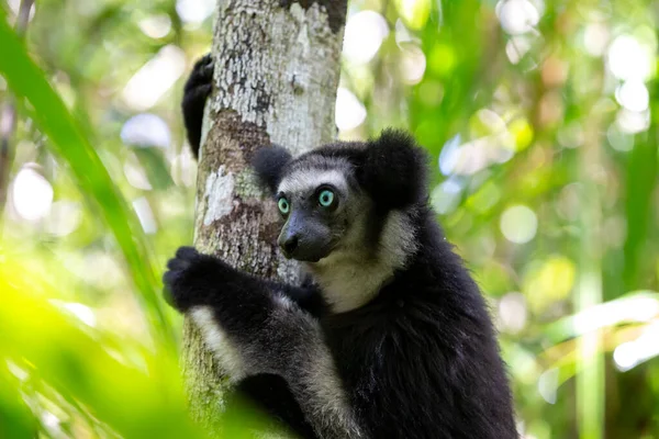 Jeden Indri Lemur Stromě Pozoruje Návštěvníky Parku — Stock fotografie