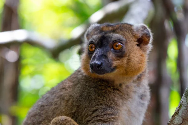 Portrét Červeného Lemura Jeho Přirozeném Prostředí — Stock fotografie