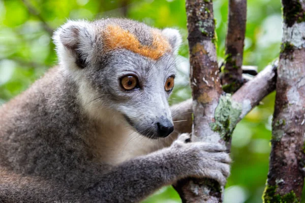 Korunní Lemur Stromě Deštném Pralese Madagaskaru — Stock fotografie