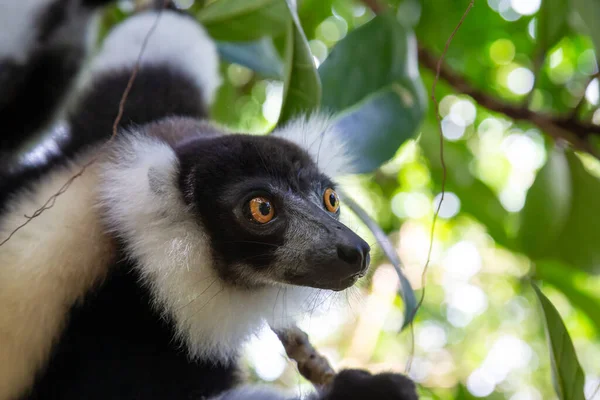 Retrato Vari Lemur Blanco Negro — Foto de Stock