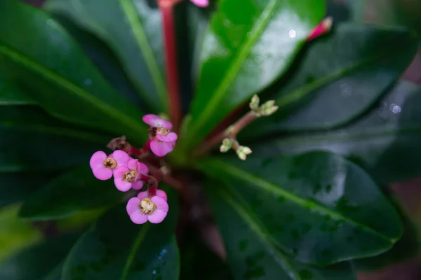 Las Coloridas Plantas Flores Primer Plano Isla Madagascar —  Fotos de Stock