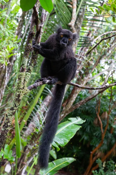 Ein Schwarzer Lemur Auf Einem Baum Wartet Auf Eine Banane — Stockfoto