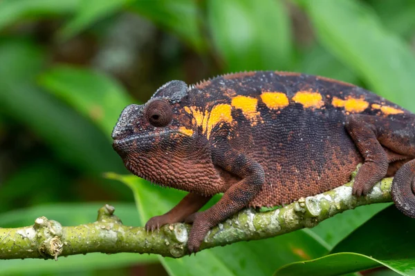 One earth-colored chameleon on a branch