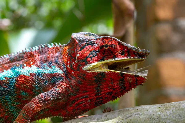 Caméléon Coloré Sur Une Branche Dans Parc National Île Madagascar — Photo