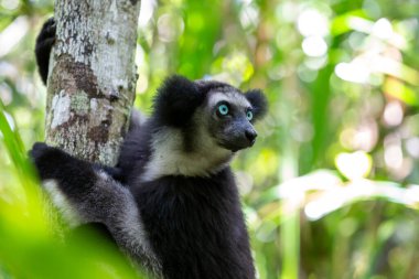 One Indri lemur on the tree watches the visitors to the park clipart