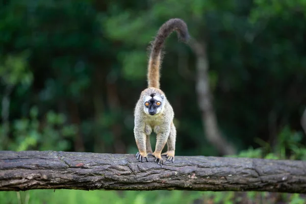 여우원숭이 마리가 나무줄기 — 스톡 사진