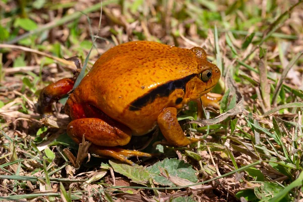 오렌지색 개구리 마리가 잔디밭에 있습니다 — 스톡 사진