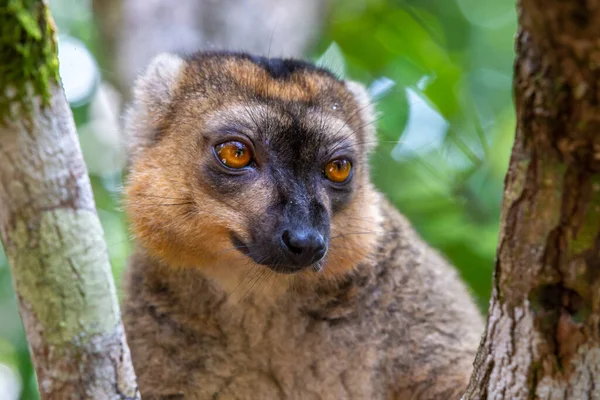 Portrét Červeného Lemura Jeho Přirozeném Prostředí — Stock fotografie