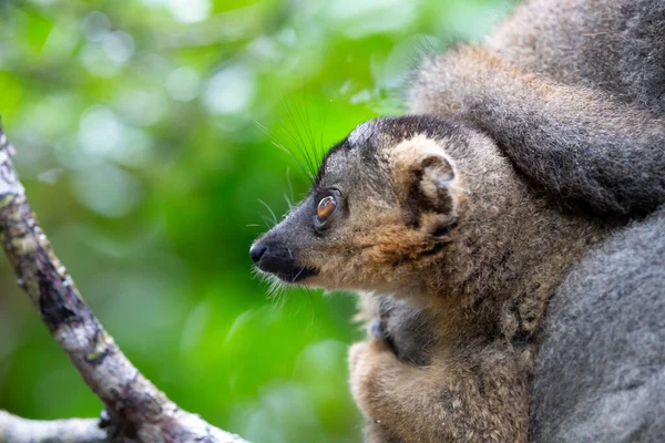 Portrét Hnědého Lemura Deštném Pralese Madagaskaru — Stock fotografie