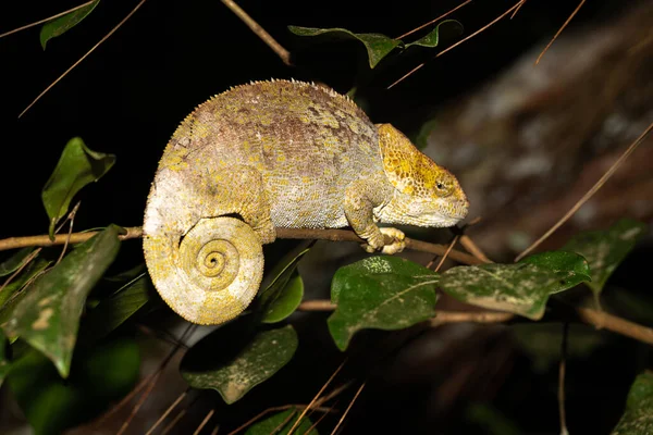Camaleão Num Galho Floresta Tropical Madagáscar — Fotografia de Stock