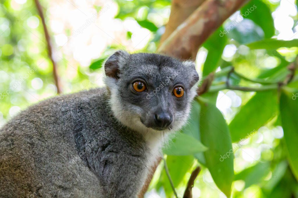 The portrait of a red lemur in its natural environment