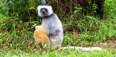 Madagaskar adasındaki yağmur ormanlarındaki doğal ortamında sönmüş bir sifaka.