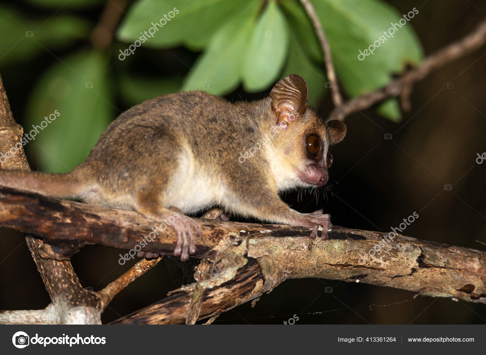 Fotos De Lemur Raton De Stock Lemur Raton Imagenes Libres De Derechos Depositphotos