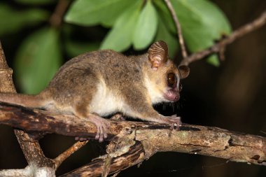 Bir fare lemur bir ağacın dalları boyunca hareket eder.