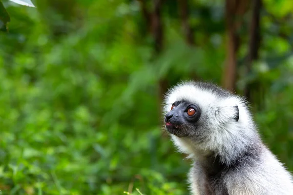 Un sifaka sous marque dans son environnement naturel dans la forêt tropicale de l'île de Madagascar — Photo