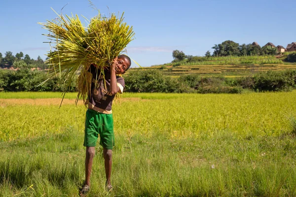 Yazı işleri. Madagaskar 'daki bazı insanlar günlük işlerini yapıyorlar.