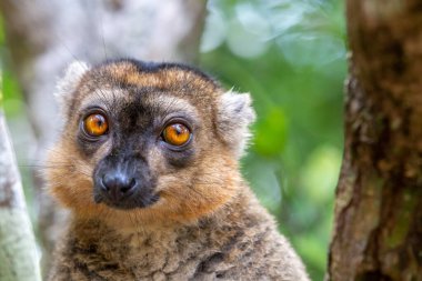 Doğal ortamında bir kırmızı lemurun portresi.