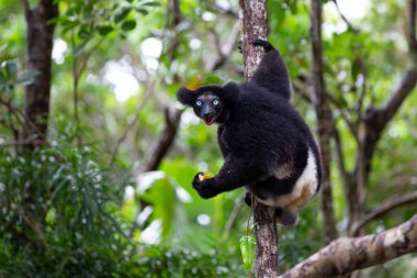 An Indri lemur on the tree watches the visitors to the park clipart