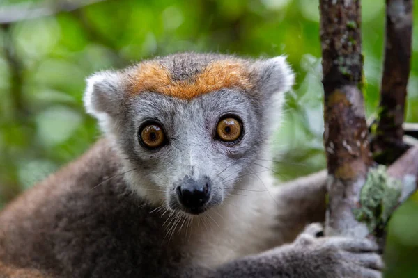 Um lêmure da coroa em uma árvore na floresta tropical de Madagascar — Fotografia de Stock