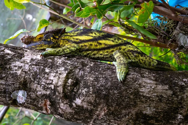 Un caméléon se déplace le long d'une branche dans une forêt tropicale de Madagascar — Photo