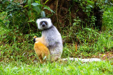 Madagaskar adasındaki yağmur ormanlarındaki doğal ortamında sönmüş bir sifaka.