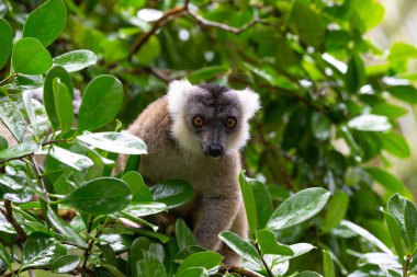 Kahverengi bir maki bir ağacın tepesinde saklanıyor.