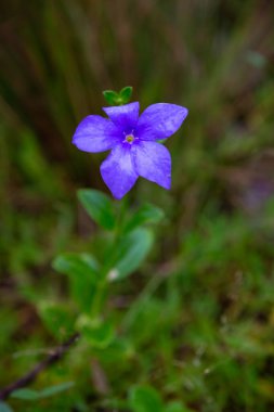 Madagaskar adasının mor bir yerli çiçeği