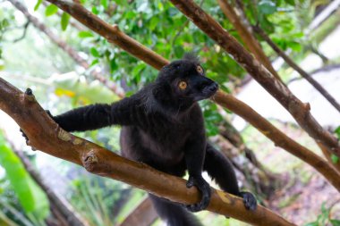 Ağaçta muz bekleyen siyah bir lemur.