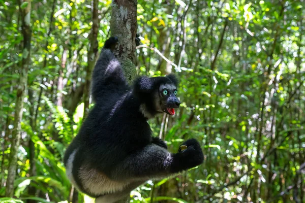 Lémur Indri Árbol Observa Los Visitantes Del Parque —  Fotos de Stock