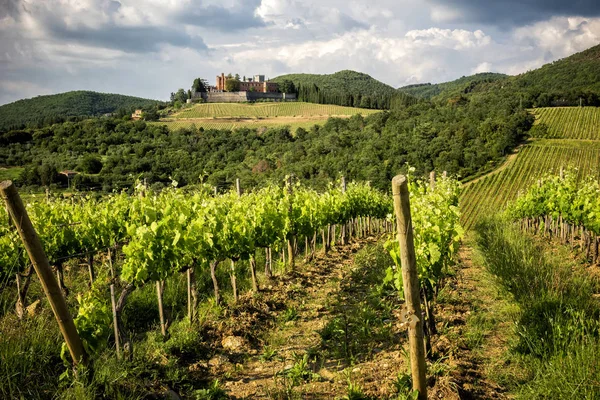 Brolio Vár Közeli Szőlőültetvényekre Várban Található Termelési Területen Híres Chianti — Stock Fotó