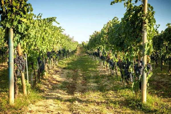 シエナとフィレンツェの間のキャンティのブドウ畑 イタリア — ストック写真