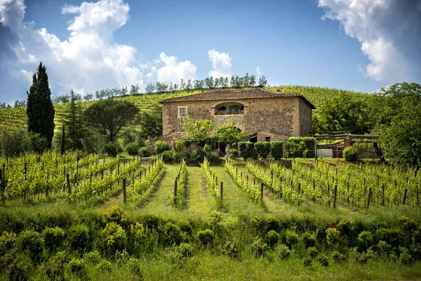 Chianti Vingårdar Toscana Italien — Stockfoto