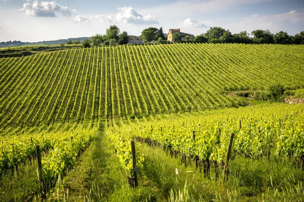Vinhas Toscana Italia — Fotografia de Stock