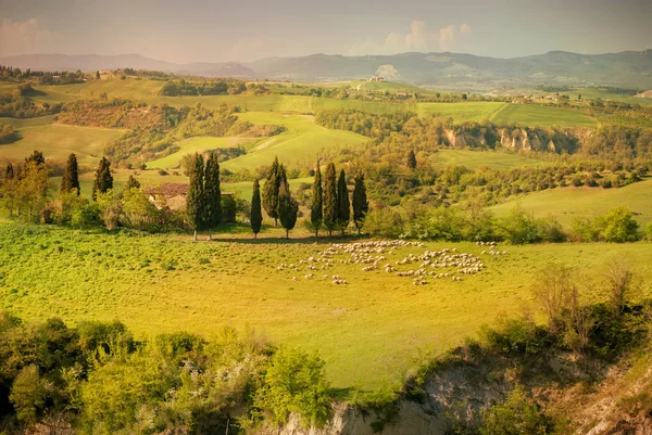 Λόφου Στην Τοσκάνη Σειρά Από Κυπαρίσσια Στο Ηλιοβασίλεμα Tuscan Τοπίο — Φωτογραφία Αρχείου