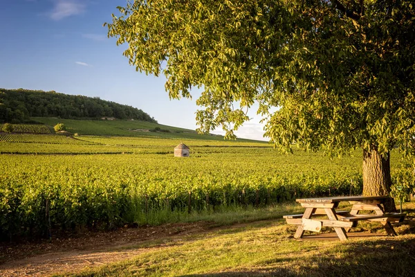 サヴィニー ボーヌ ボーヌ フランス ブルゴーニュの近くのブドウ畑 — ストック写真
